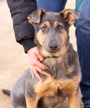 HAMVAS, Hund, Deutscher Schäferhund-Mix in Ungarn - Bild 1