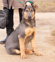 HAMVAS, Hund, Deutscher Schäferhund-Mix in Ungarn - Bild 2