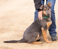 HAMVAS, Hund, Deutscher Schäferhund-Mix in Ungarn - Bild 3