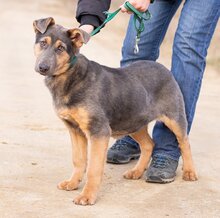 HAMVAS, Hund, Deutscher Schäferhund-Mix in Ungarn - Bild 4