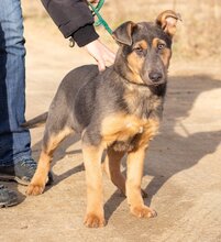 HAMVAS, Hund, Deutscher Schäferhund-Mix in Ungarn - Bild 5