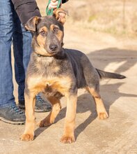 HAMVAS, Hund, Deutscher Schäferhund-Mix in Ungarn - Bild 6