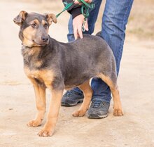 HAMVAS, Hund, Deutscher Schäferhund-Mix in Ungarn - Bild 8