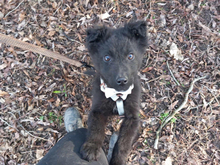 FILOU, Hund, Mischlingshund in Schwegenheim - Bild 2