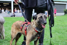 EMILI, Hund, Mischlingshund in Walldorf - Bild 1