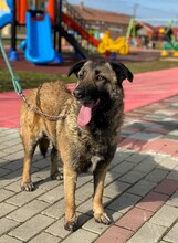 EMILI, Hund, Mischlingshund in Walldorf - Bild 2