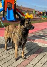 EMILI, Hund, Mischlingshund in Walldorf - Bild 5