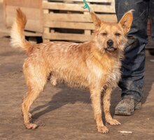 FIGARO, Hund, Mischlingshund in Ungarn - Bild 1