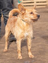 FIGARO, Hund, Mischlingshund in Ungarn - Bild 2