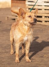 FIGARO, Hund, Mischlingshund in Ungarn - Bild 4