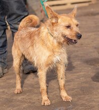 FIGARO, Hund, Mischlingshund in Ungarn - Bild 5