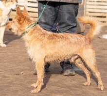 FIGARO, Hund, Mischlingshund in Ungarn - Bild 7