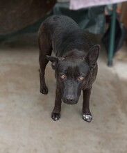 INKA, Hund, Mischlingshund in Rumänien - Bild 2