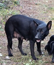 INKA, Hund, Mischlingshund in Rumänien - Bild 5