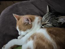 KÖKÖJSZI, Katze, Europäisch Kurzhaar in Bremerhaven - Bild 1