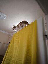 KÖKÖJSZI, Katze, Europäisch Kurzhaar in Bremerhaven - Bild 2
