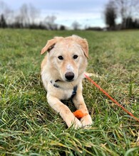 RINGO, Hund, Mischlingshund in Plankstadt - Bild 1