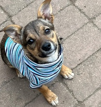 LINA, Hund, Mischlingshund in Vaterstetten - Bild 1