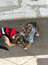 LINA, Hund, Mischlingshund in Vaterstetten - Bild 2