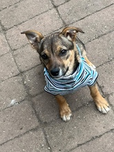 LINA, Hund, Mischlingshund in Vaterstetten - Bild 3