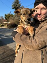 LINA, Hund, Mischlingshund in Vaterstetten - Bild 4