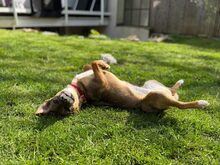 LINA, Hund, Mischlingshund in Vaterstetten - Bild 5