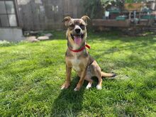 LINA, Hund, Mischlingshund in Vaterstetten - Bild 6