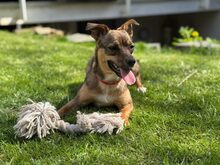 LINA, Hund, Mischlingshund in Vaterstetten - Bild 7
