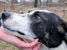 THERESA, Hund, Mischlingshund in Walldorf - Bild 1