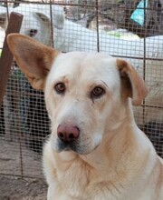 CLAUDIA, Hund, Labrador-Mix in Italien - Bild 1