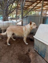 CLAUDIA, Hund, Labrador-Mix in Italien - Bild 3