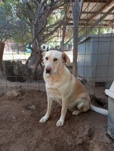 CLAUDIA, Hund, Labrador-Mix in Italien - Bild 4