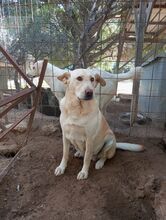 CLAUDIA, Hund, Labrador-Mix in Italien - Bild 5