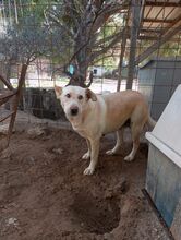 CLAUDIA, Hund, Labrador-Mix in Italien - Bild 6