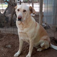 CLAUDIA, Hund, Labrador-Mix in Italien - Bild 7