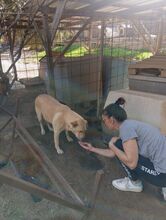 CLAUDIA, Hund, Labrador-Mix in Italien - Bild 8