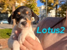 LOTUS2, Hund, Ratonero Bodeguero Andaluz in Spanien - Bild 1