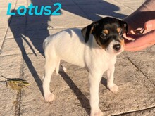 LOTUS2, Hund, Ratonero Bodeguero Andaluz in Spanien - Bild 2