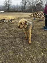 DANTE, Hund, Mischlingshund in Bulgarien - Bild 10