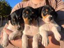 NOEMI, Hund, Ratonero Bodeguero Andaluz in Spanien - Bild 8