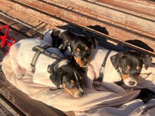 NOEMI, Hund, Ratonero Bodeguero Andaluz in Spanien - Bild 9