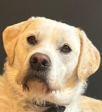 SUGAR, Hund, Mischlingshund in Großniedesheim