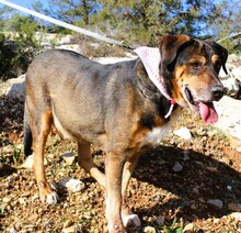 SIMBA, Hund, Mischlingshund in Griechenland - Bild 2