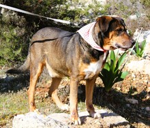 SIMBA, Hund, Mischlingshund in Griechenland - Bild 3