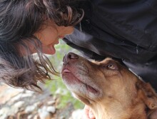 UCELLO, Hund, Mischlingshund in Griechenland - Bild 2