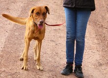 UCELLO, Hund, Mischlingshund in Griechenland - Bild 3