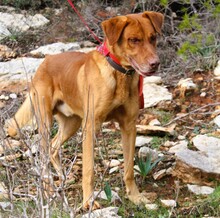 UCELLO, Hund, Mischlingshund in Griechenland - Bild 4