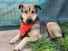 THALIA, Hund, Mischlingshund in Nürnberg