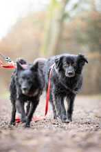 TINA, Hund, Mischlingshund in Lehrte - Bild 10