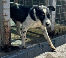 AMY, Hund, Mischlingshund in Rumänien - Bild 9